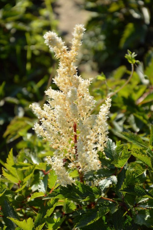 Astilbe Whiteberry®