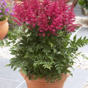 Astilbe Carmine®