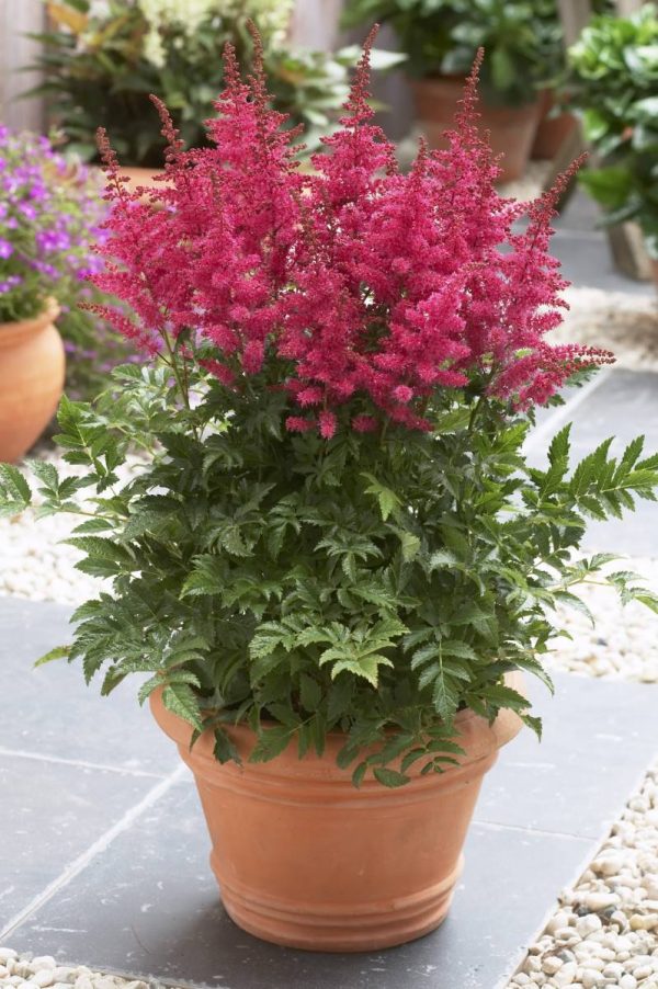 Astilbe Carmine®