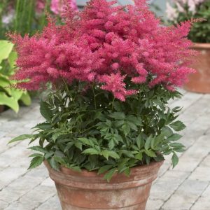 Astilbe Younique Cerise® PBR