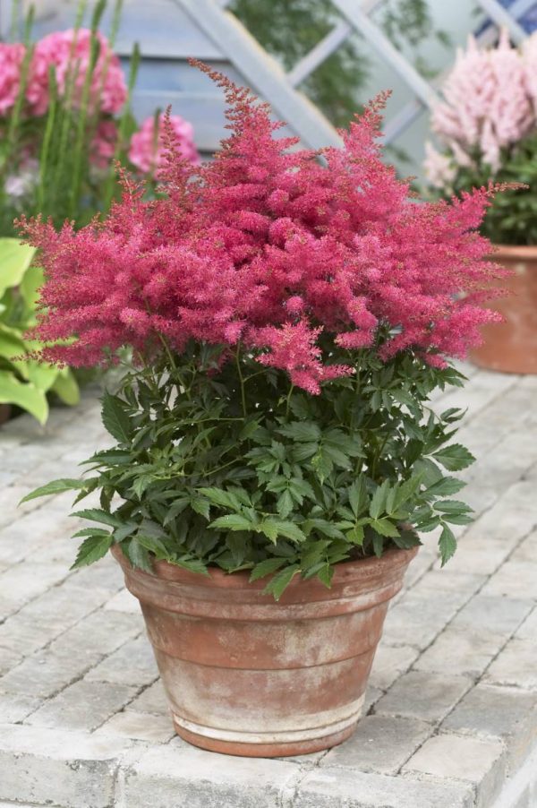 Astilbe Younique Cerise® PBR