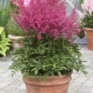 Astilbe Younique Lilac® PBR