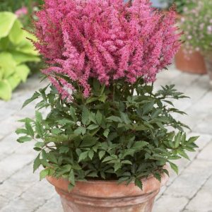 Astilbe Younique Pink® PBR