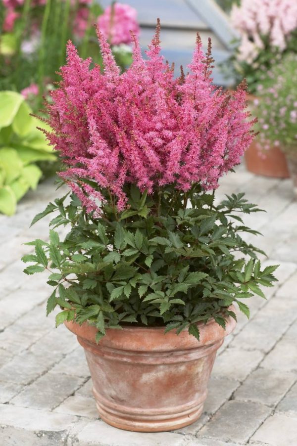 Astilbe Younique Pink® PBR