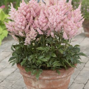 Astilbe Younique Salmon® PBR