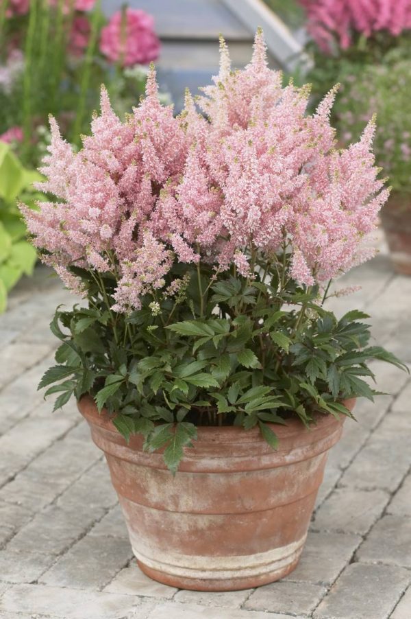 Astilbe Younique Salmon® PBR