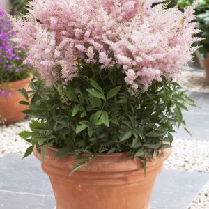 Astilbe Younique Silvery Pink® PBR