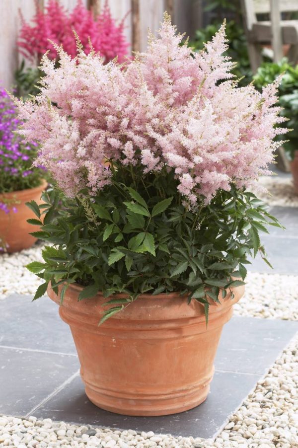 Astilbe Younique Silvery Pink® PBR