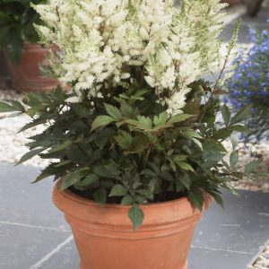 Astilbe Younique White® PBR