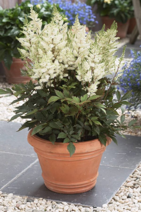 Astilbe Younique White® PBR