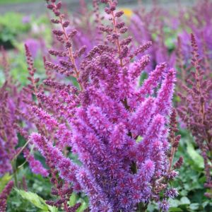 Astilbe chinensis