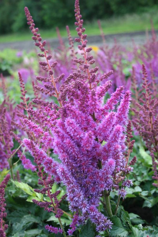Astilbe chinensis Vision®