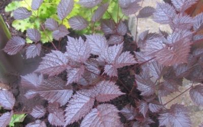 Astilbe hybrid Chocolate Shogun