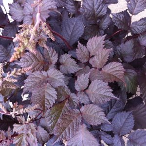 Astilbe hybrids