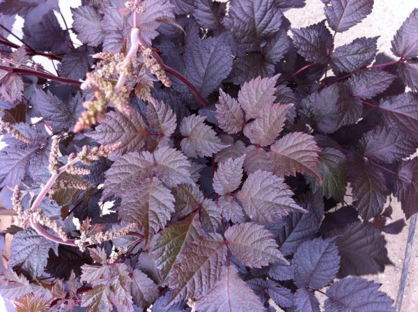 Astilbe Chocolate Shogun(®