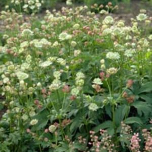 Astrantia major Alba
