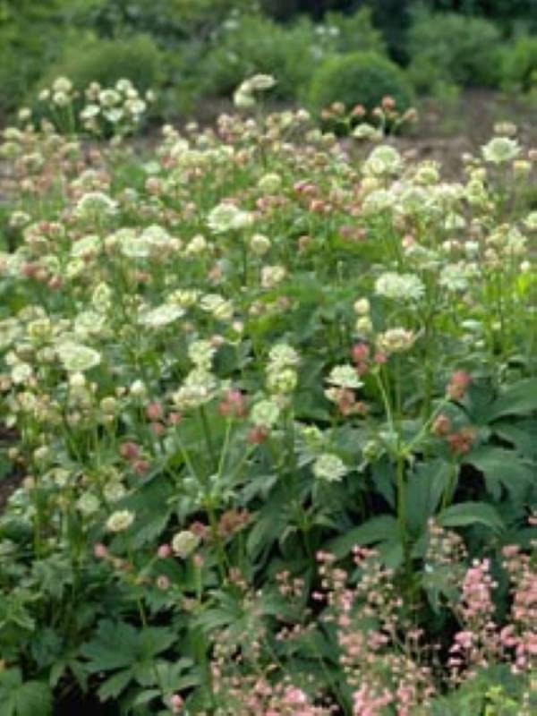 Astrantia major Alba