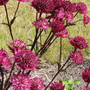 Astrantia major Burgundy Manor