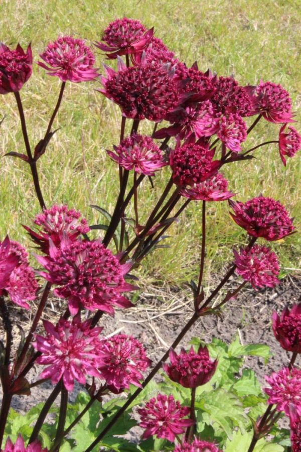 Astrantia major Burgundy Manor