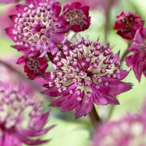 Astrantia major Milano