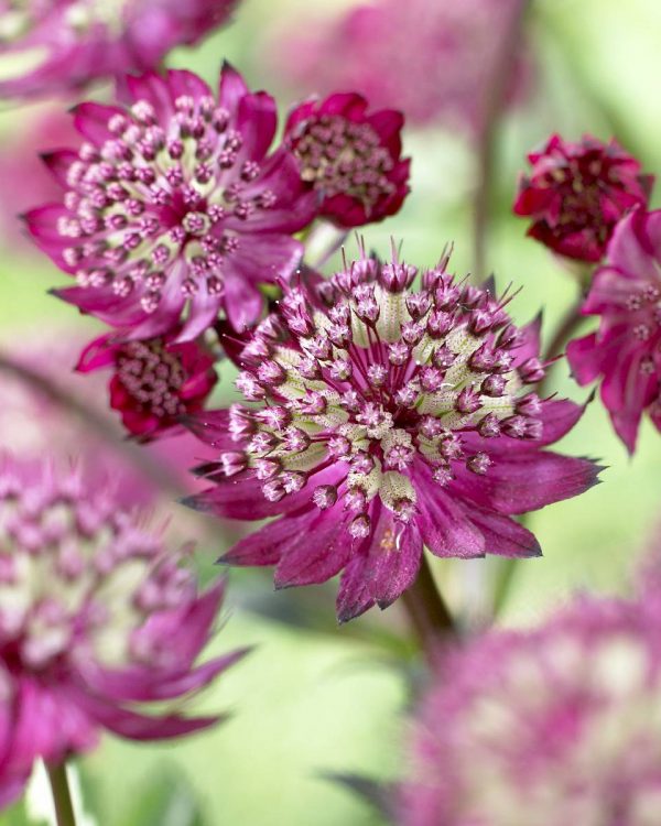 Astrantia major Milano