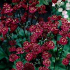 Astrantia major Claret