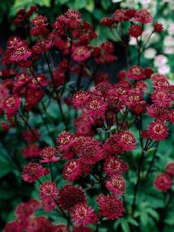 Astrantia major Claret