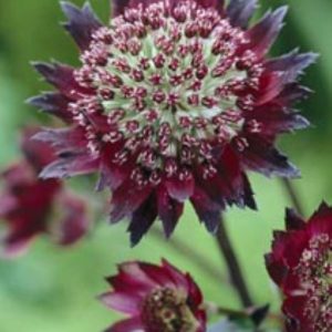 Astrantia major Moulin Rouge®