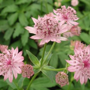Astrantia major Pink Pride