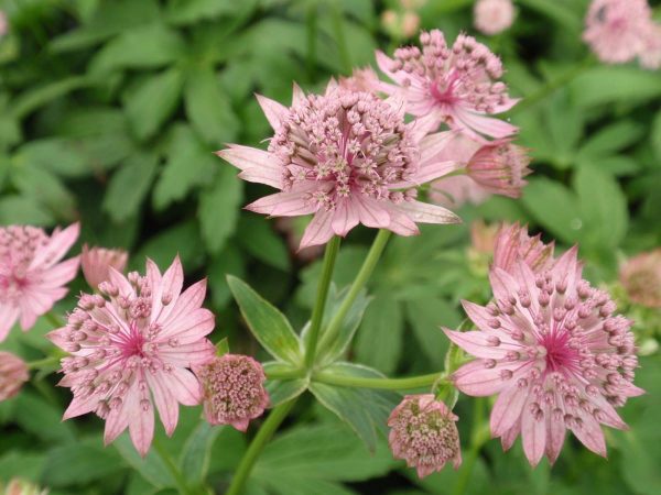 Astrantia major Pink Pride