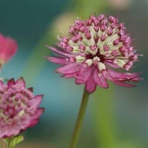 Astrantia major Primadonna
