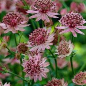 Astrantia major Roma®