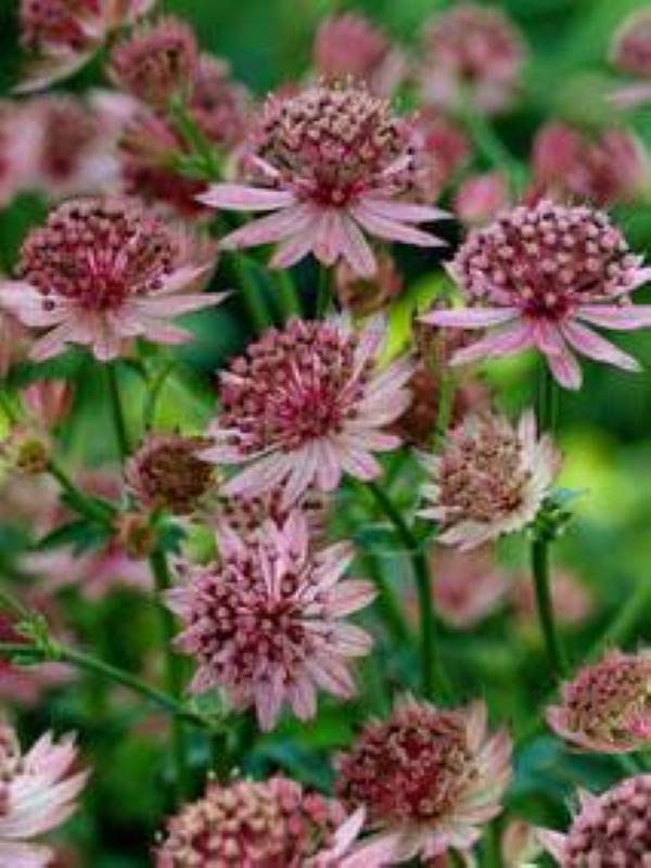 Astrantia major Roma®