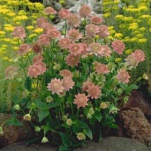 Astrantia major Rosea