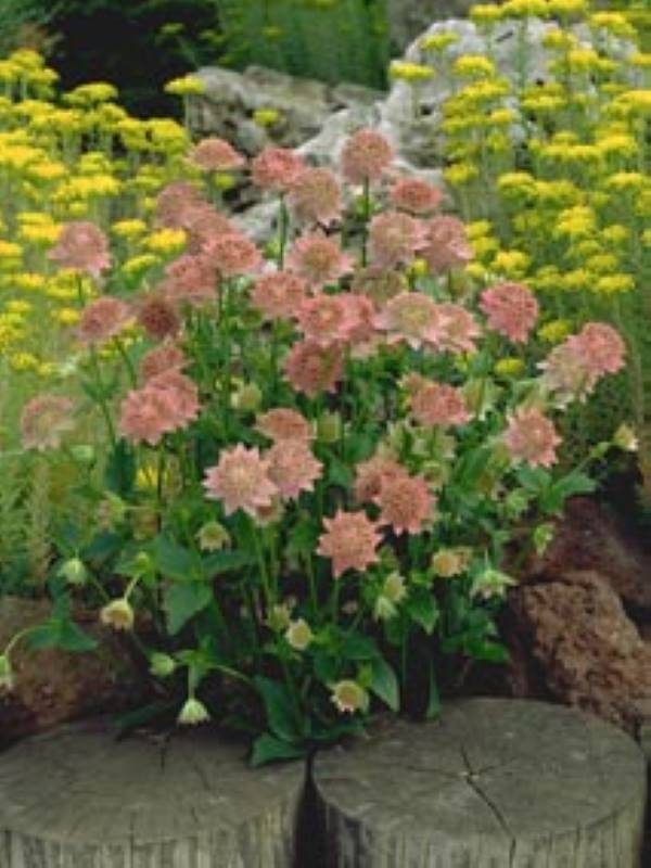Astrantia major Rosea
