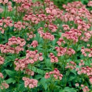 Astrantia major Rubra