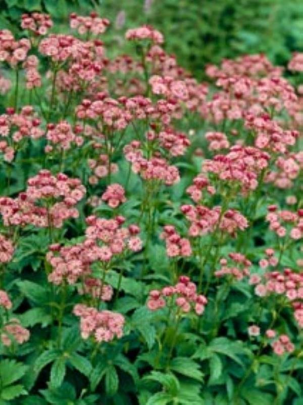 Astrantia major Rubra
