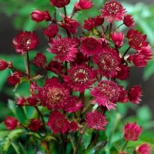 Astrantia major Ruby Wedding