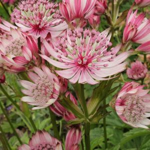 Astrantia hybrids