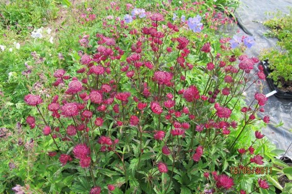 Astrantia Sparkling Stars Red®