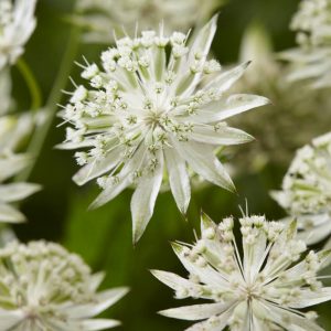 Astrantia Sparkling Stars White