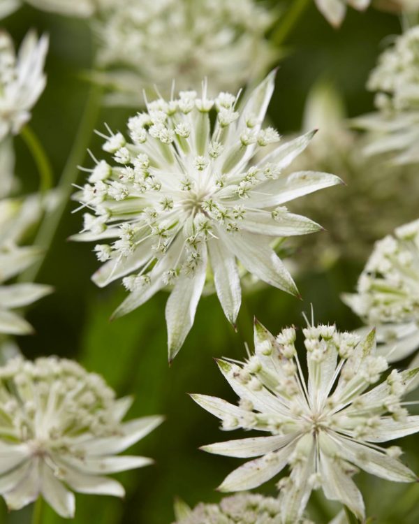 Astrantia Sparkling Stars White