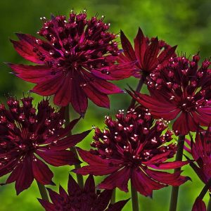Astrantia major Venice