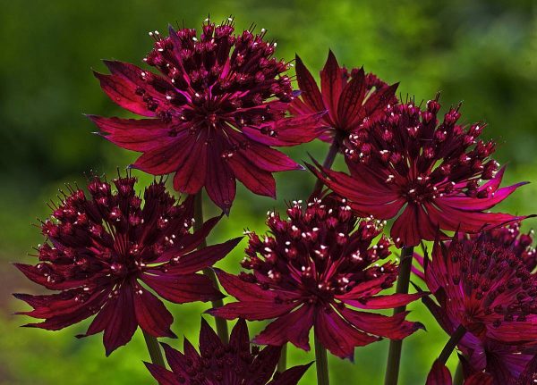 Astrantia major Venice