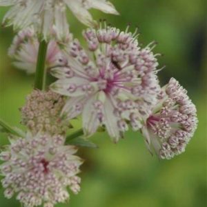 Astrantia major