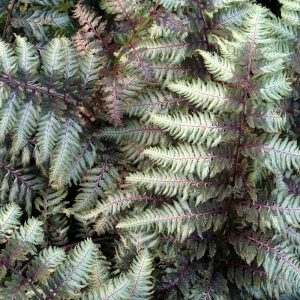 Athyrium Pewter Lace