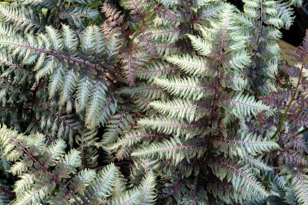 Athyrium Pewter Lace