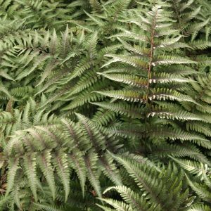 Athyrium Red Beauty