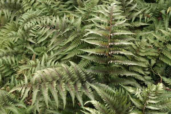 Athyrium Red Beauty