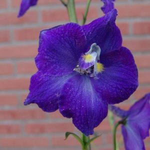 Delphinium belladonna Series